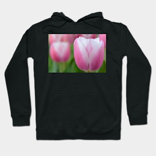 Tulipa &#39;Valentine&#39; Triumph Group Tulip Hoodie